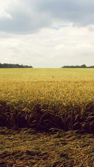 蜘蛛池是什么写的?截图1