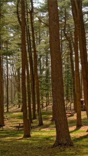 重庆seo服务截图1