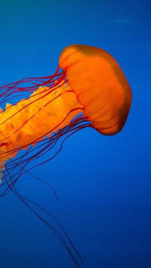 网站建设技巧截图1