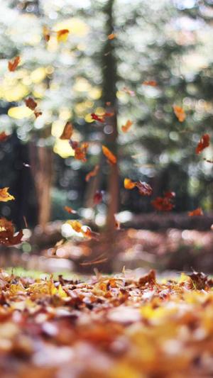 蜘蛛池如何盈利截图3