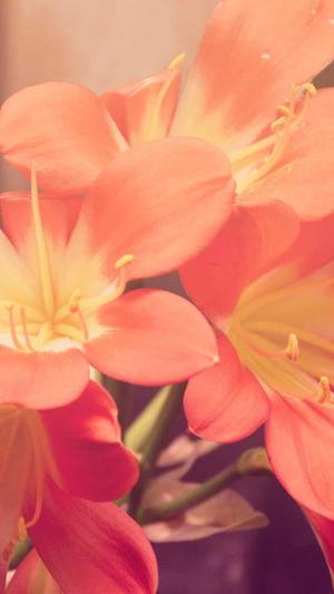 seo推广费用推广工具截图4