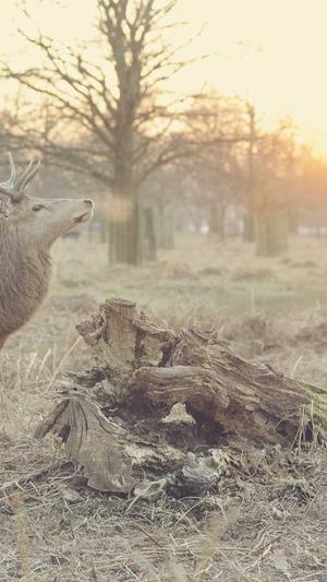 seo站长工具5118截图5