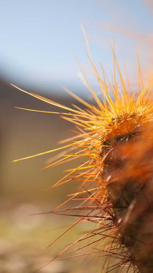 seo站长优化工具截图1