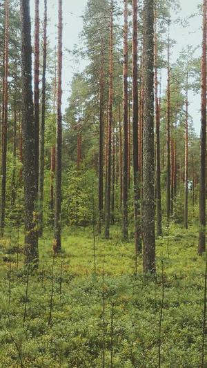 重庆网站seo案例截图3